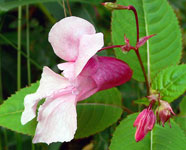01-Impatiens