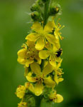 04-Agrimony