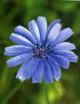 05-Chicory