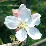 09-Crab_Spple_Silvestre