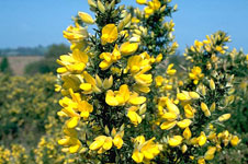 1-Gorse