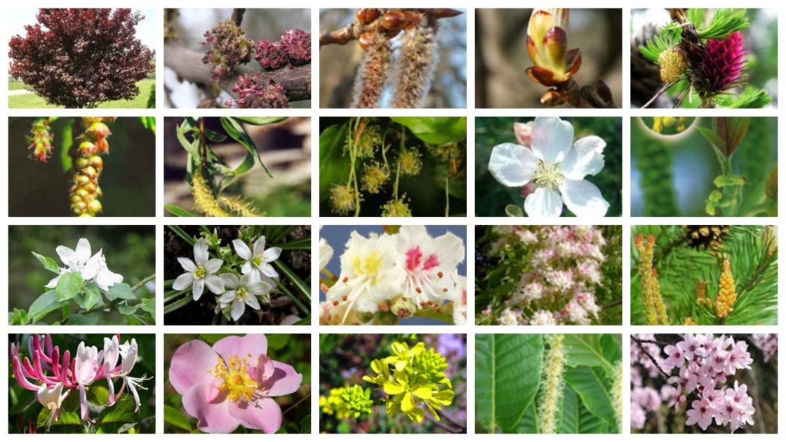 19 Últimos Remedios