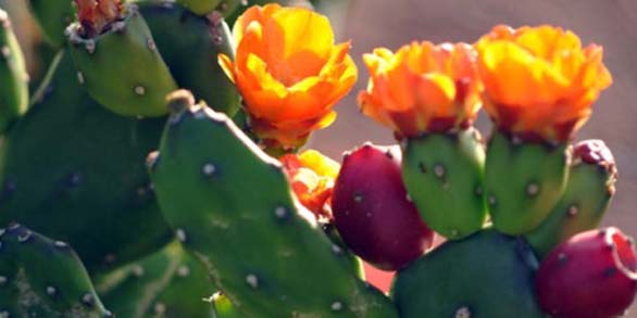 Analogías Terapéuticas entre las Flores de Bach y los Elixires Aztecas