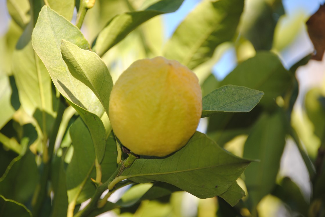 Limón usos en casa&nbsp;1-3