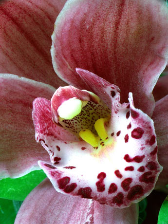 Orquídea Alegría. Elixires&nbsp;Aztecas